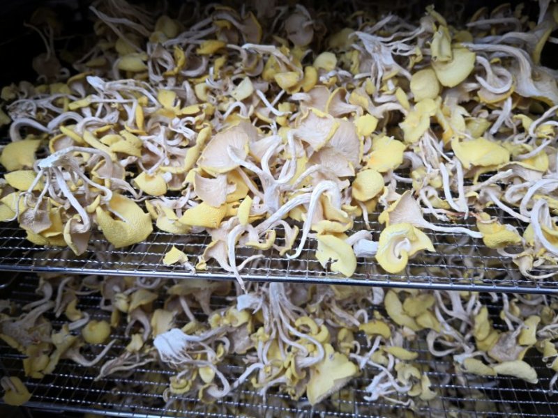 广西直供新鲜干黄金菇，天然种植，肉厚味浓