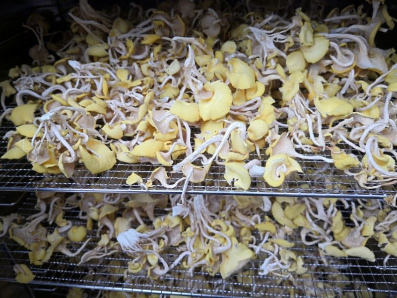 广西直供新鲜干黄金菇，天然种植，肉厚味浓