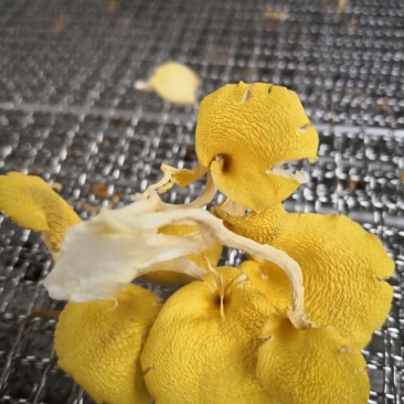 广西直供新鲜干黄金菇，天然种植，肉厚味浓