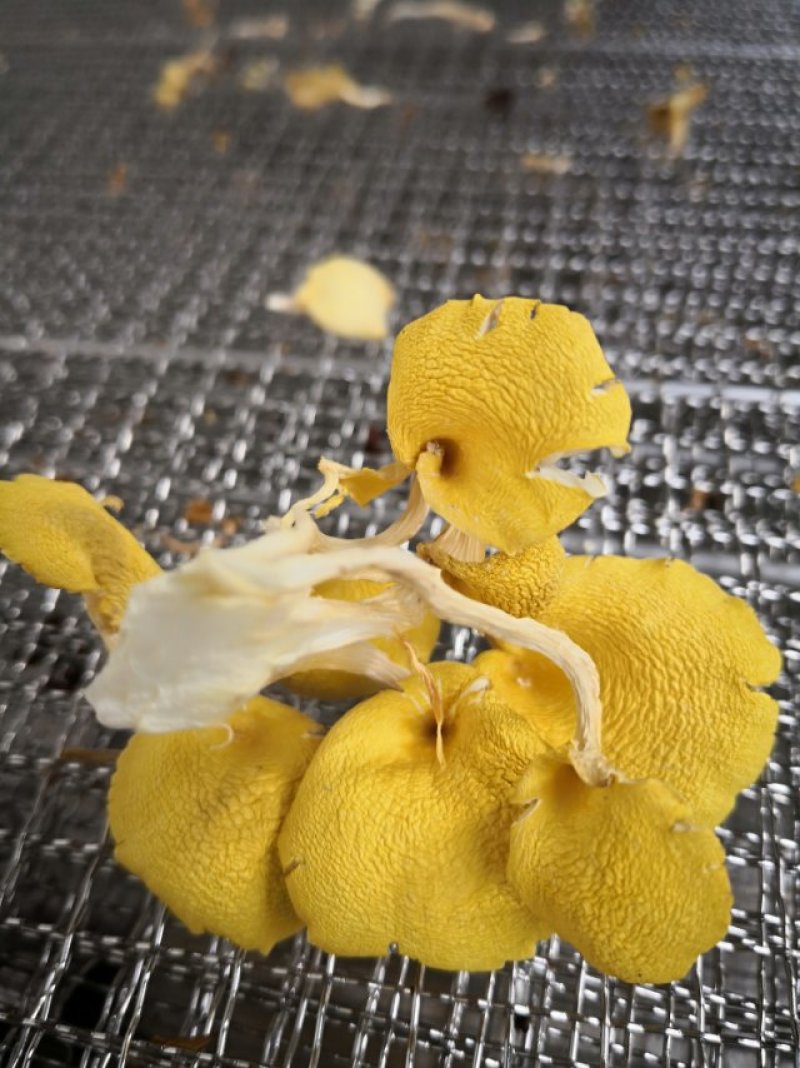 广西直供新鲜干黄金菇，天然种植，肉厚味浓