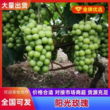 云南高原精品阳光玫瑰葡萄，皮薄肉厚，光泽度好糖度20以上