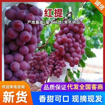 云南宾川精品红提葡萄，色泽鲜艳口感脆脆产地直供一手好货源