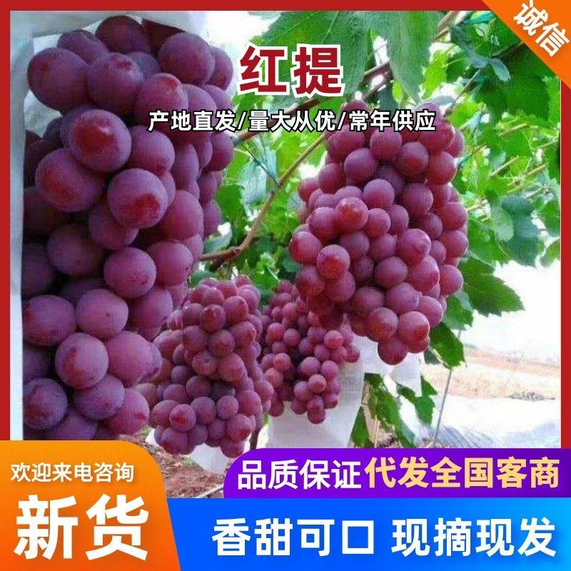 云南宾川精品红提葡萄，色泽鲜艳口感脆脆产地直供一手好货源