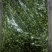 速冻荠菜，精品荠菜，东台荠菜，野生荠菜，野生荠菜。