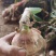 山东临清辫子蒜