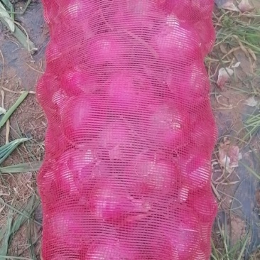 二红洋葱大量现货，