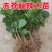 广西辣木苗2年精选老苗