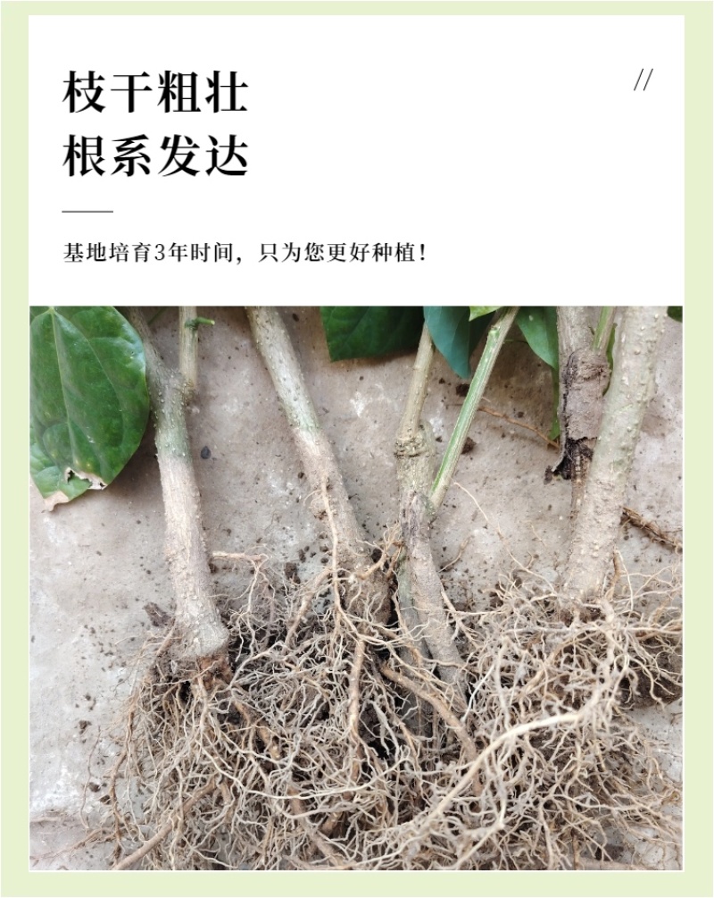 广西辣木苗2年精选老苗
