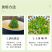 广西辣木苗2年精选老苗