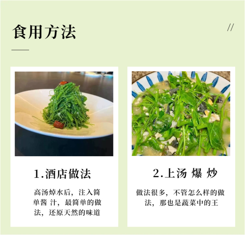 广西辣木苗2年精选老苗