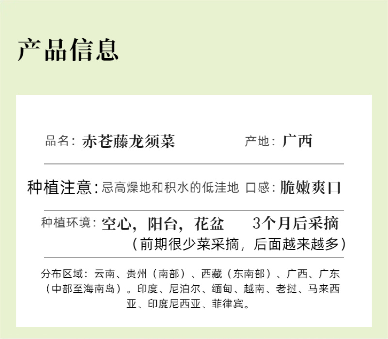 广西辣木苗2年精选老苗
