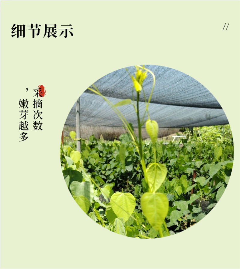 广西辣木苗2年精选老苗