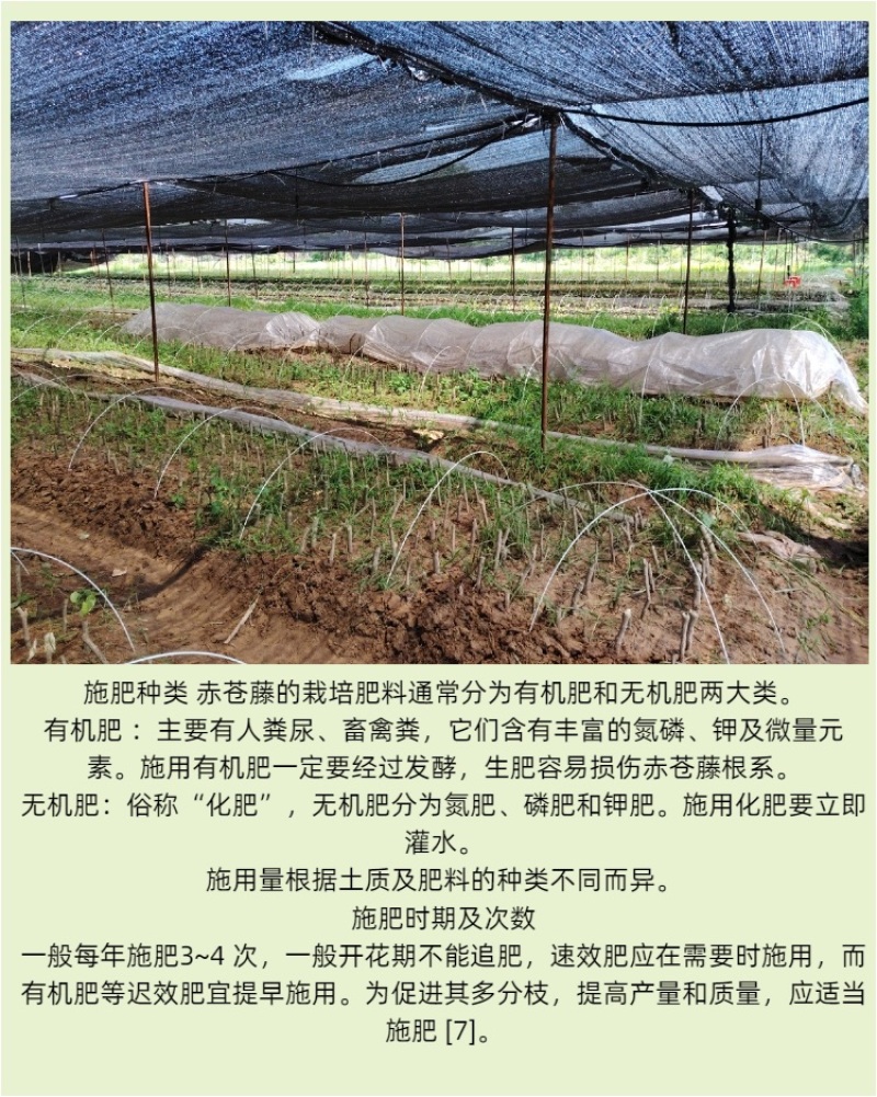 广西辣木苗2年精选老苗