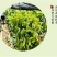 广西辣木苗2年精选老苗