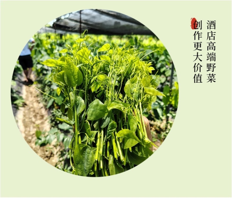 广西辣木苗2年精选老苗