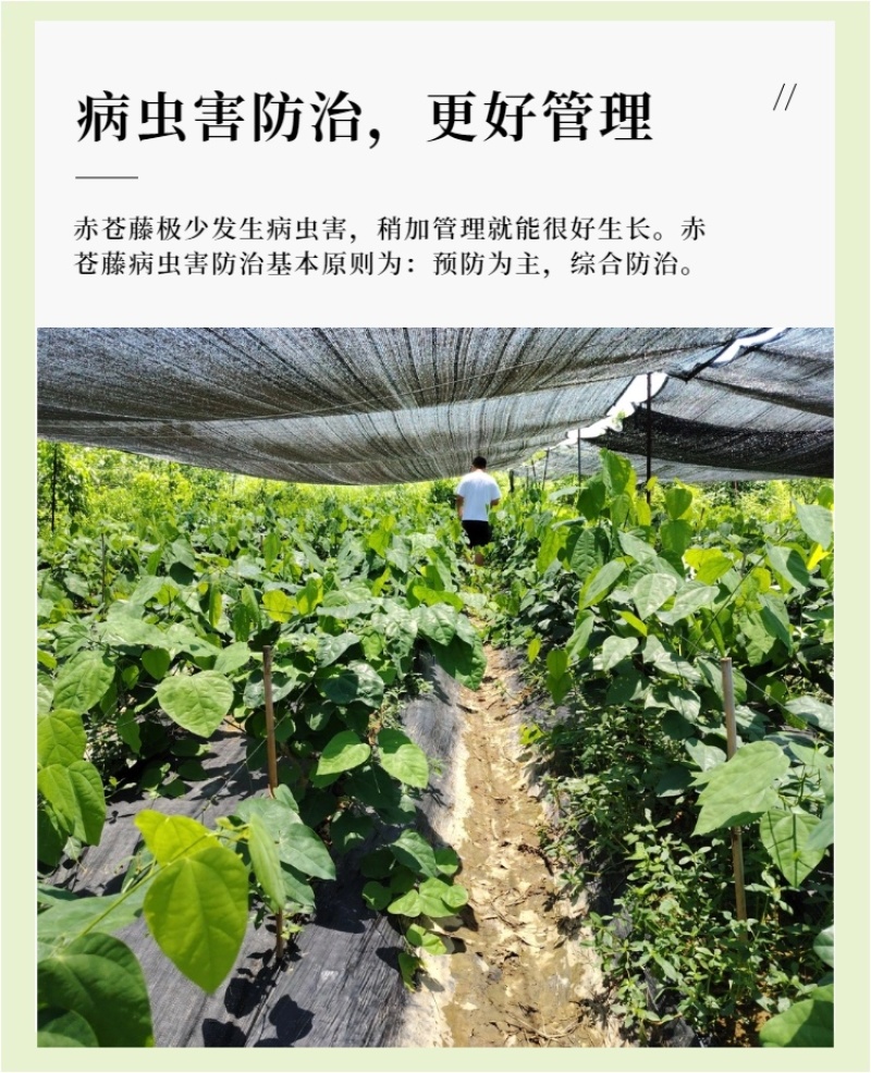 广西辣木苗2年精选老苗