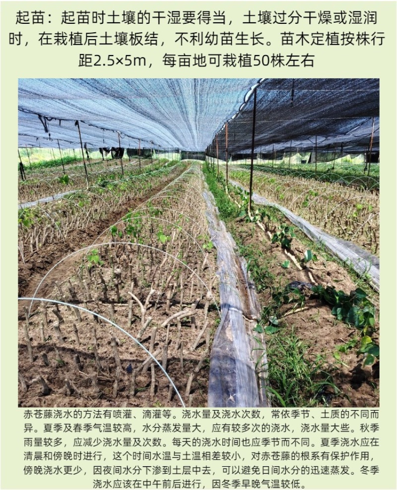 广西辣木苗2年精选老苗
