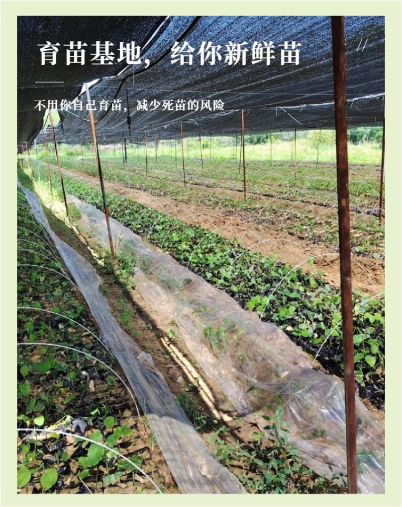 广西辣木苗2年精选老苗