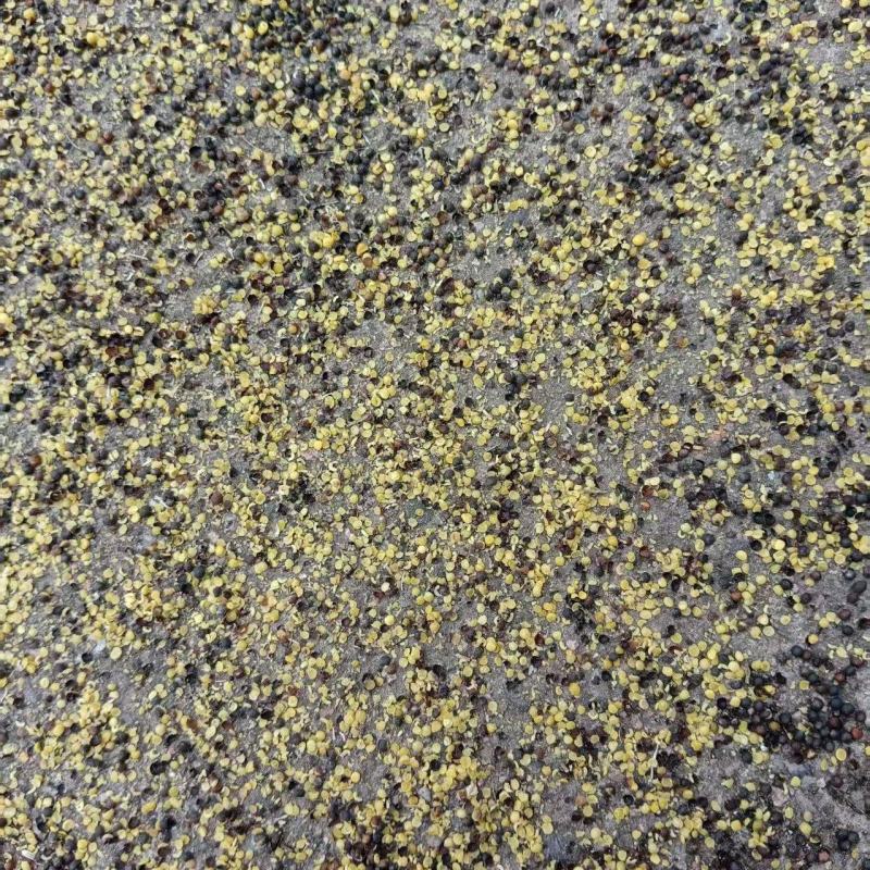 江西九江本地油菜籽新鲜精品现榨油菜籽