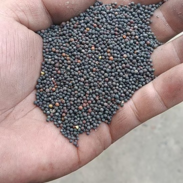 江西九江本地油菜籽新鲜精品现榨油菜籽