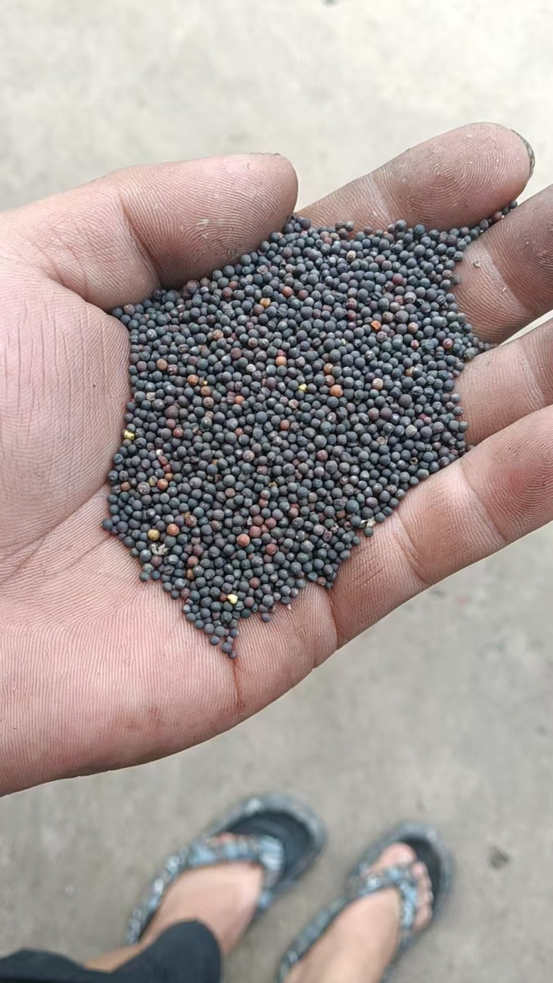 江西九江本地油菜籽新鲜精品现榨油菜籽