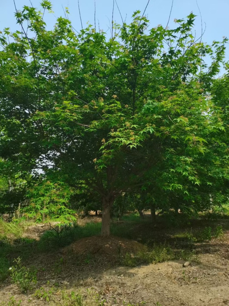 鸡爪槭—大量低价处理