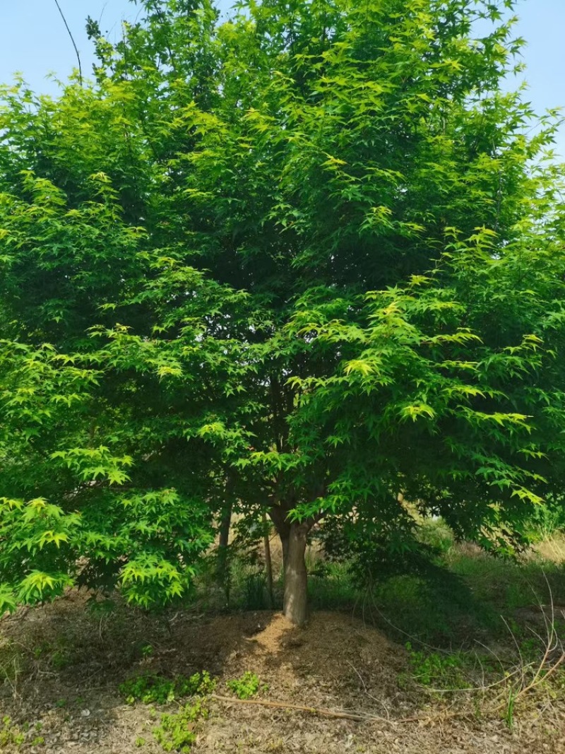 鸡爪槭—大量低价处理