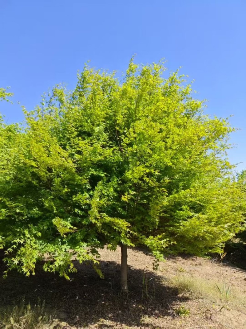 鸡爪槭—大量低价处理