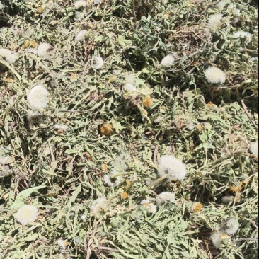 山西野生蒲公英，整棵，现货现发，货源保证，产地直发