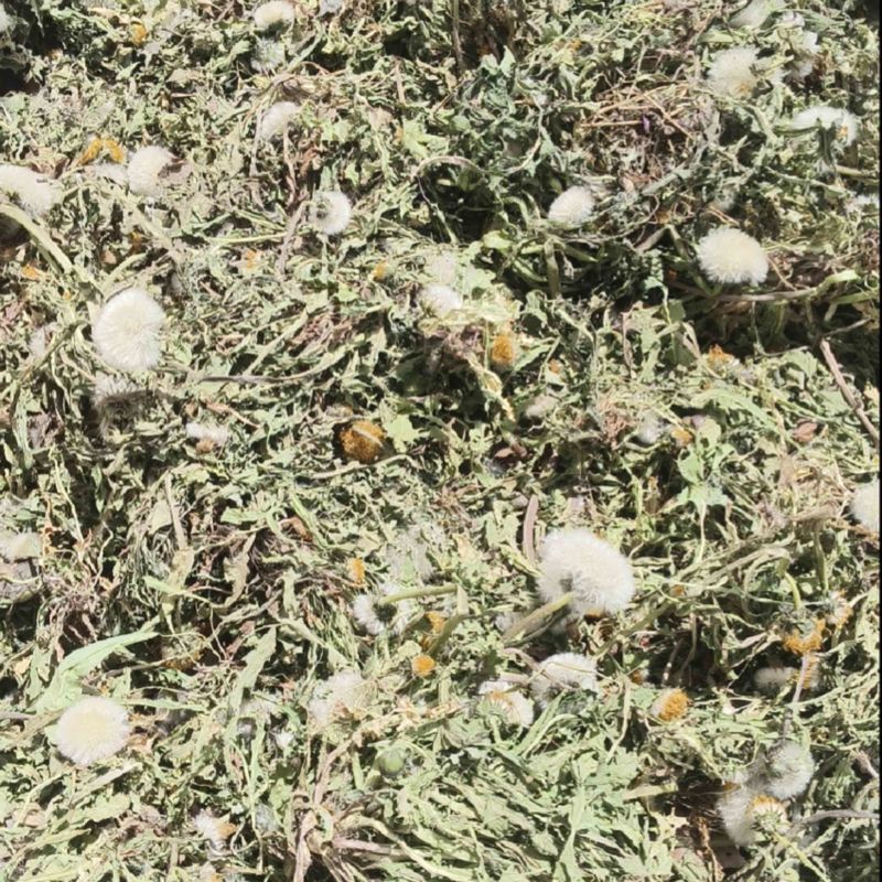 山西野生蒲公英，整棵，现货现发，货源保证，产地直发