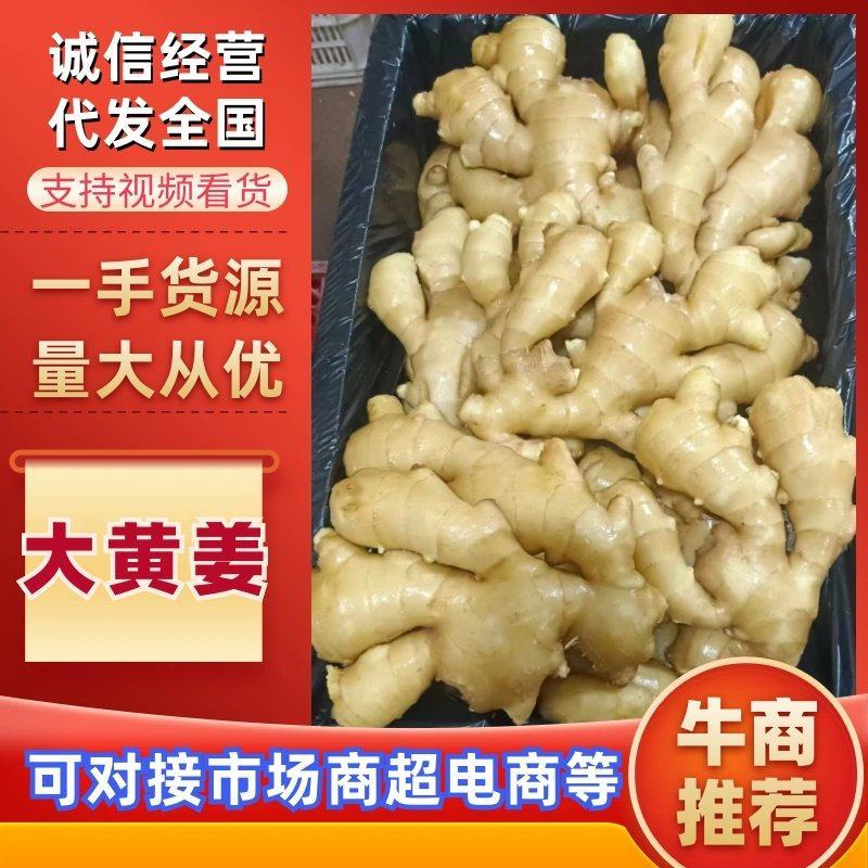 山东优质大小黄姜产区货源充足，适合各大市场，电商平台，