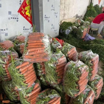 三红萝卜