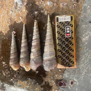 钉螺，去尾钉螺，产地直发，大量有货，欢迎各位老板咨询采购