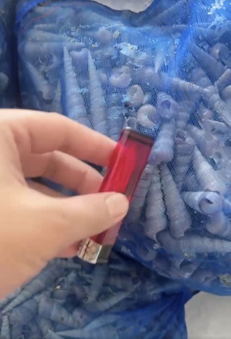 钉螺，去尾钉螺，产地直发，大量有货，欢迎各位老板咨询采购