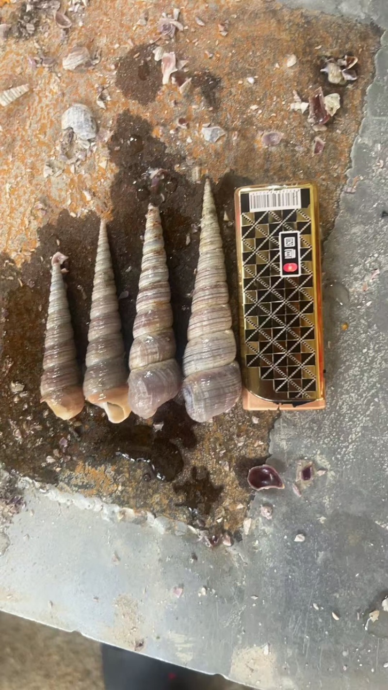 钉螺，去尾钉螺，产地直发，大量有货，欢迎各位老板咨询采购