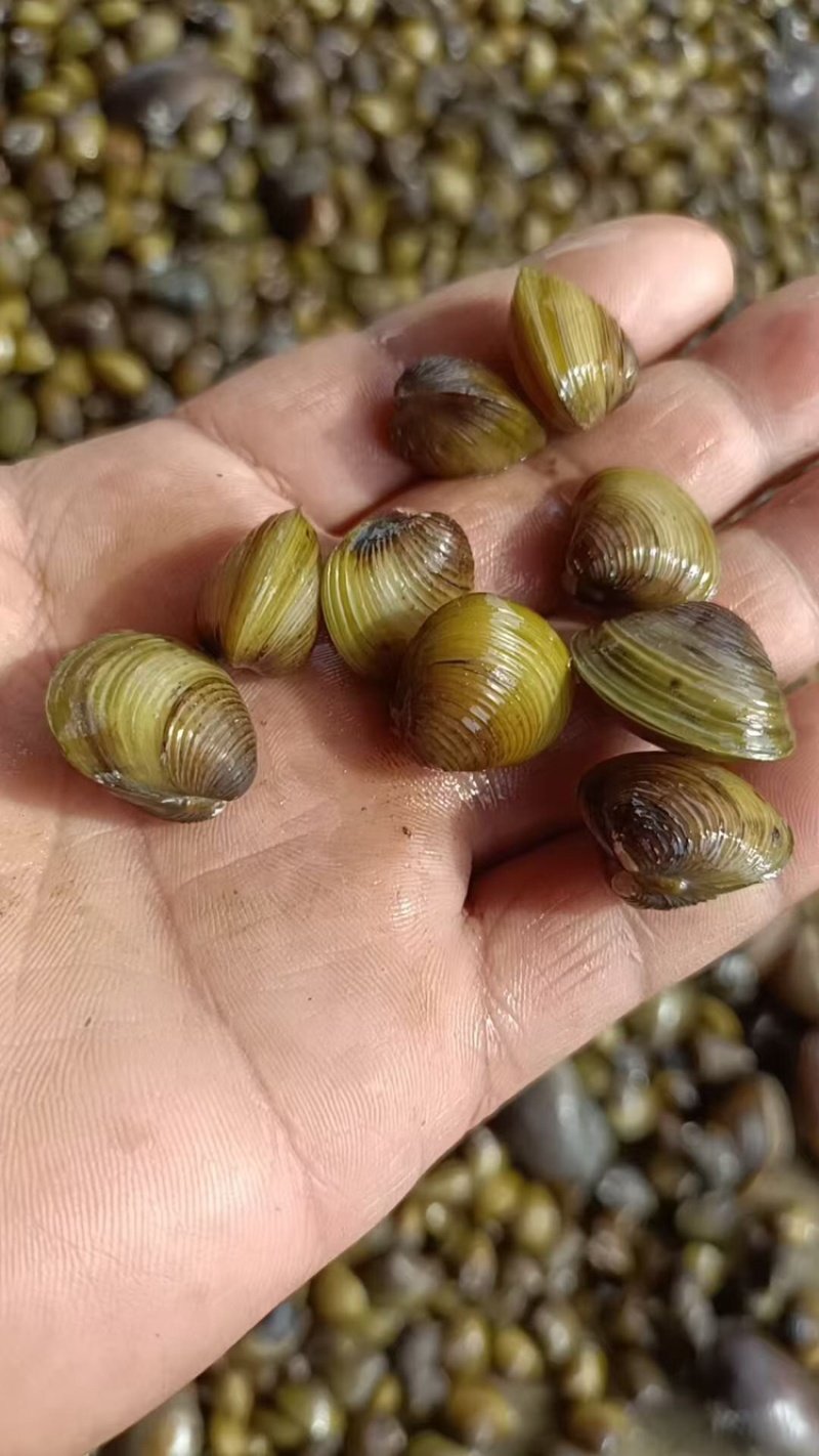 黄沙蚬，一手货源，量大从优，欢迎各位老板咨询