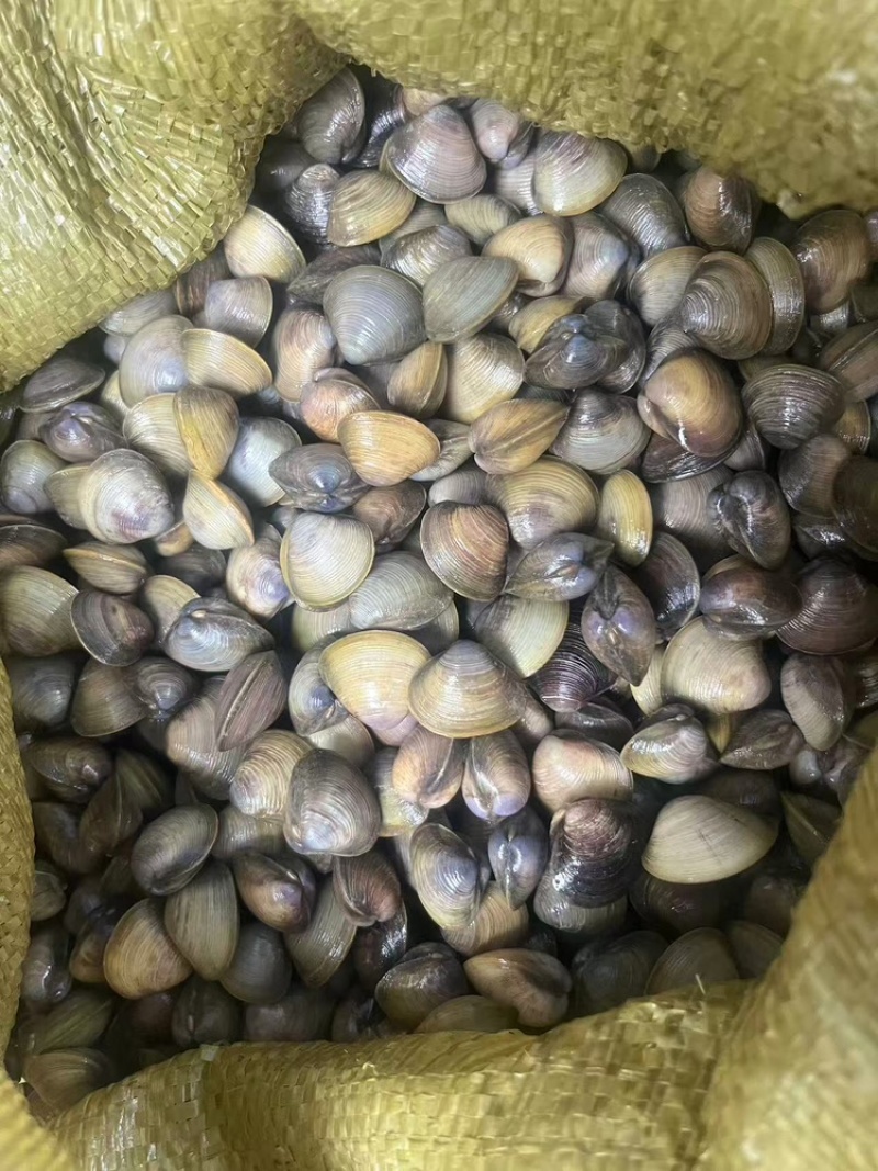 黄沙蚬，一手货源，量大从优，欢迎各位老板咨询