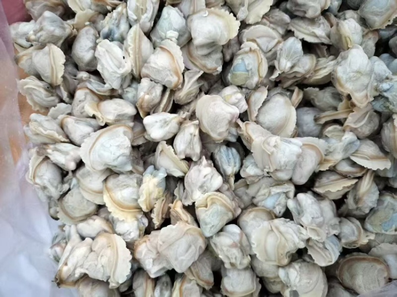蚬肉，厂家直发，货源充足，量大从优，欢迎采购