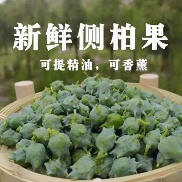 新鲜侧柏果