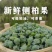 新鲜侧柏果