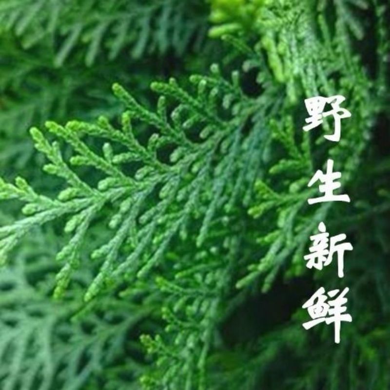 野生干侧柏叶中药新鲜叶子