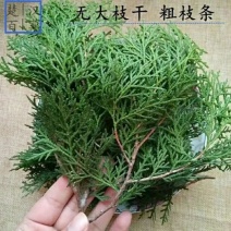 野生干侧柏叶中药新鲜叶子
