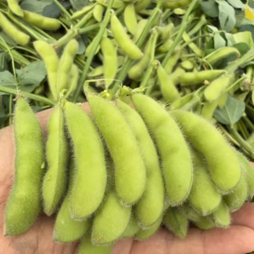 鲜香毛豆种菜毛豆早熟黄豆大荚毛豆种高产青毛豆四季蔬菜包邮