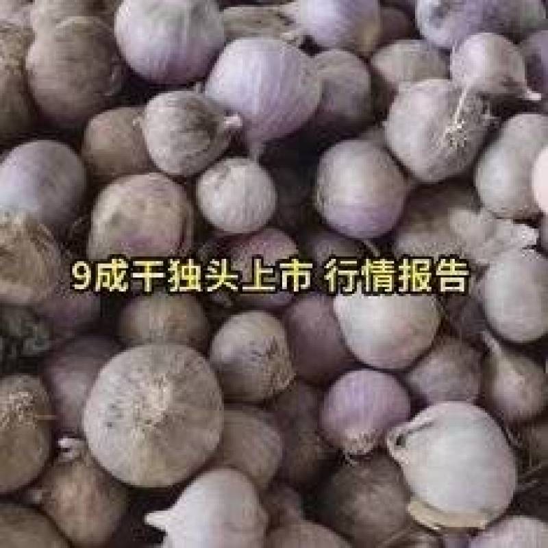 太空蒜热卖中