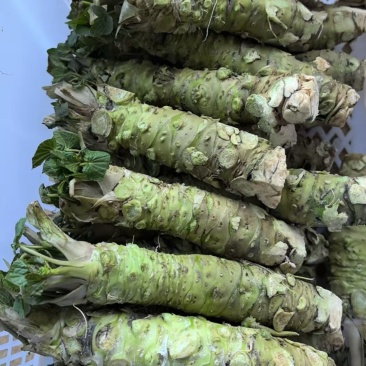 【推荐】优质山葵一手货源量大价格美丽，欢迎来电咨询