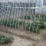 农用植物支撑杆拱棚支架豆角架杆黄瓜蔬菜花架家用玻璃纤