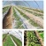 农用植物支撑杆拱棚支架豆角架杆黄瓜蔬菜花架家用玻璃纤