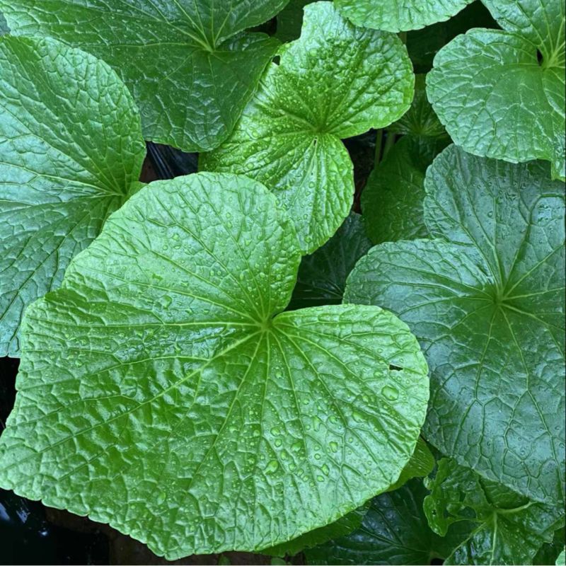 新鲜山葵叶现采现发烤肉必备泡沫箱加冰包装