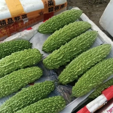 米苦瓜，长期有货，大型基地！请来电。信息不回