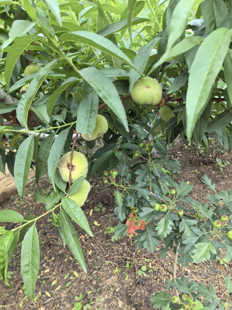 【推荐】货源充足桃毛潘桃油潘桃量大优惠欢迎咨询